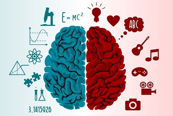 Hemisferios del cerebro