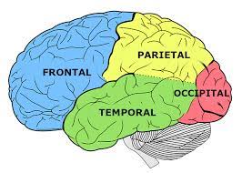 Lóbulos del cerebro